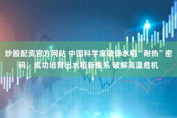 炒股配资官方网站 中国科学家破译水稻“耐热”密码，成功培育出水稻新株系 破解高温危机